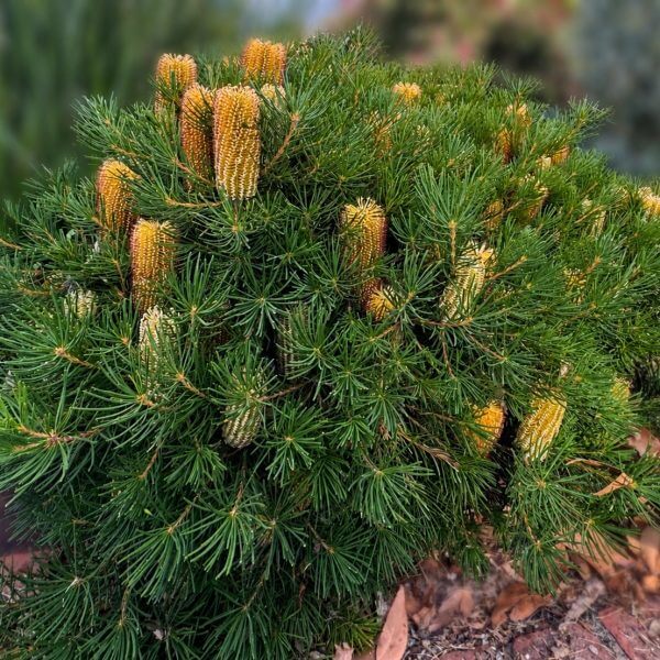 Juniperus pingii 'Prostrata' 10" Pot (Staked) is a green shrub with needle-like leaves and upright, cylindrical yellow flower spikes on its branches. Supplied in a 10" pot.