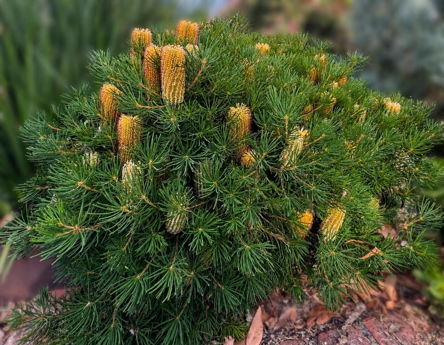 Juniperus pingii 'Prostrata' 10" Pot (Staked) is a green shrub with needle-like leaves and upright, cylindrical yellow flower spikes on its branches. Supplied in a 10" pot.