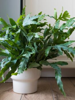 A potted green fern with long, jagged leaves sits on a wooden floor next to a white cupboard and a window.