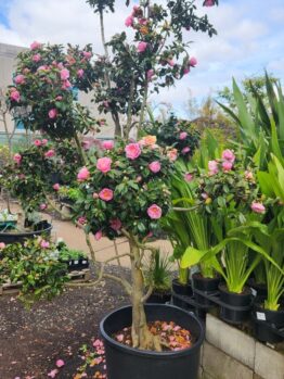 Camellia japonica 'Debbie' 120L (Cloud Pruned)