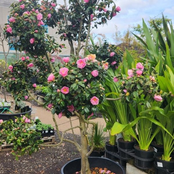 Camellia japonica 'Debbie' 120L (Cloud Pruned)