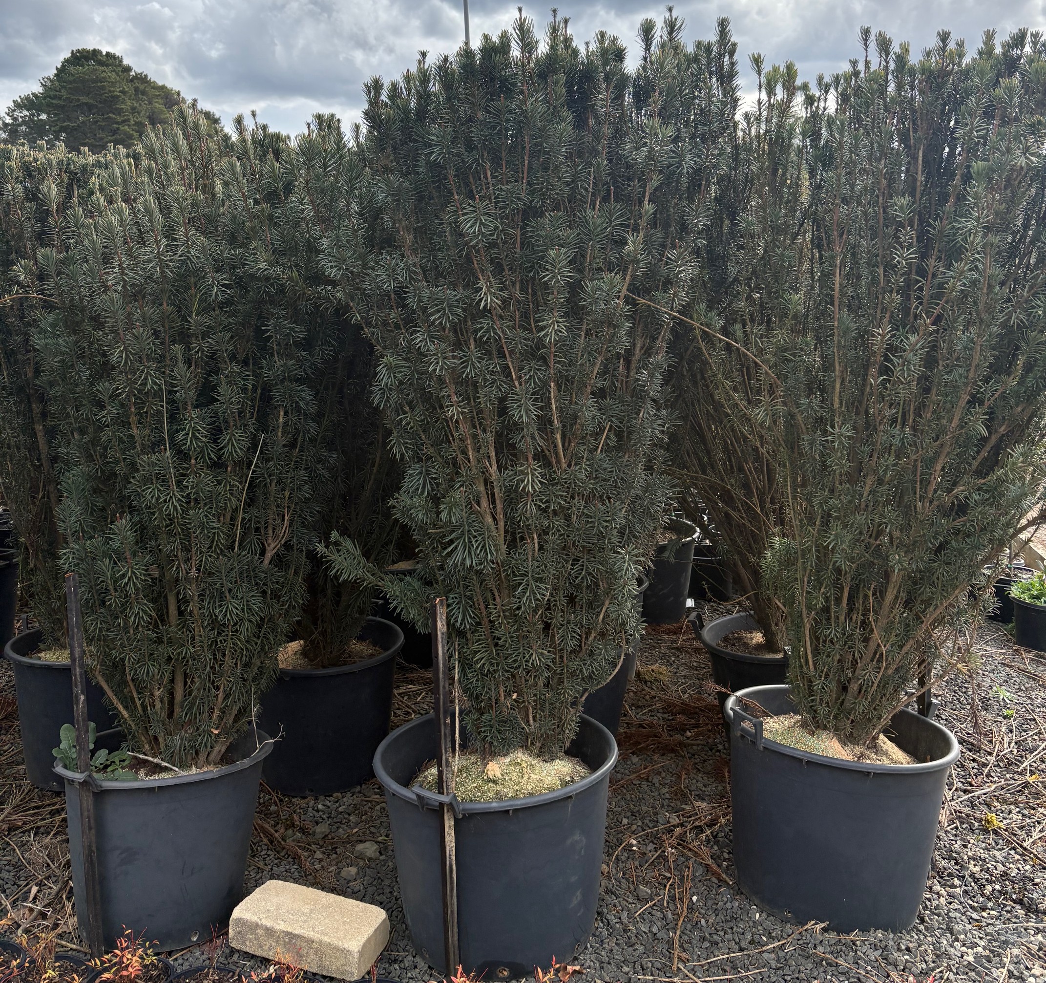 Several Cephalotaxus 'Japanese Plum Yew' shrubs in 10" pots are displayed outdoors on gravel, with a cloudy sky and trees in the background.