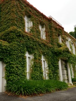 Two-storey building with white columns and windows almost entirely covered in green ivy, surrounded by leafy plants and trees.
