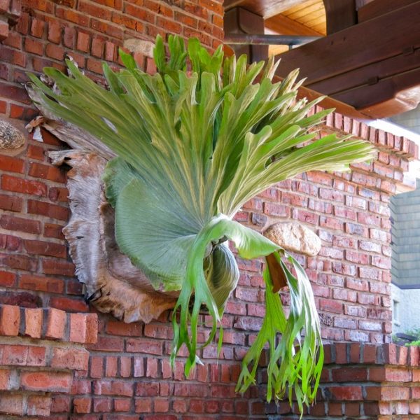 A large staghorn fern mounted on a brick wall, displaying wide, green, antler-shaped fronds under a wooden roof structure.