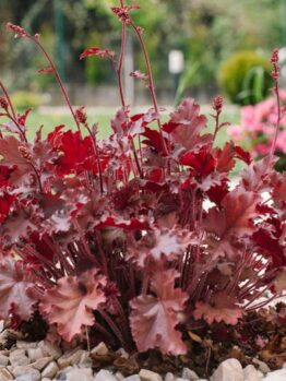 Heuchera 'Fire Alarm' Coral Bells 6" Pot