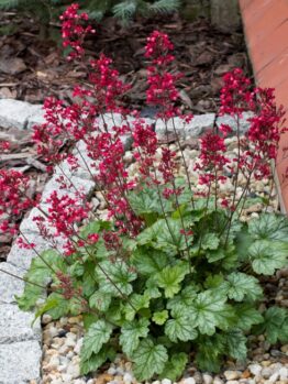 A Heuchera plant with green, ruffled leaves and tall stems of small red flowers grows in a garden bed bordered by rocks and bark chippings.