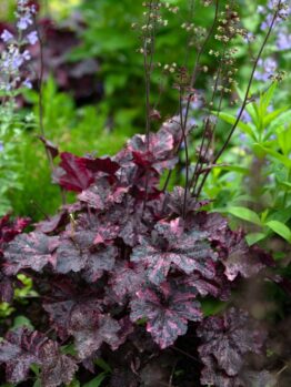 A cluster of dark red and purple Heuchera leaves with tall flowering stalks, surrounded by green foliage and small purple flowers in a garden setting.