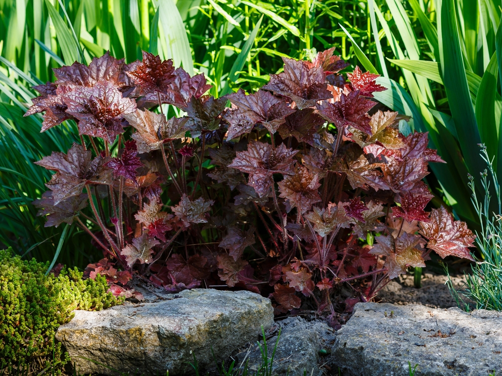 A cluster of Heuchera plants with reddish-brown leaves grows behind rocks in a garden, surrounded by green foliage.
