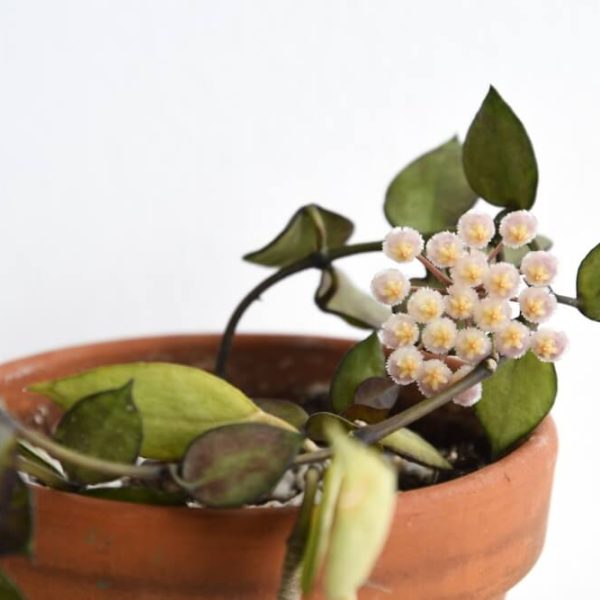 Hoya 'Krohniana' 5" (Hanging Basket)
