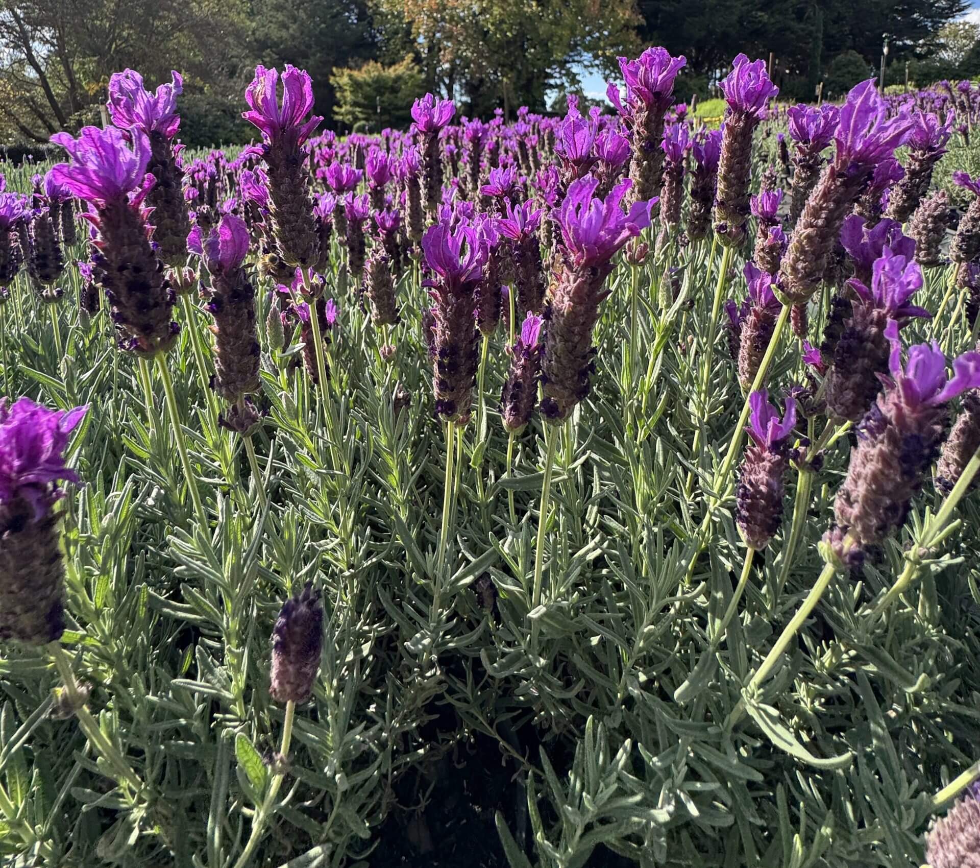 A field of blooming purple lavender and green stems basks in sunlight, with trees and a Juniperus pingii 'Prostrata' 10" Pot (Staked) adding texture to the tranquil, picturesque landscape.