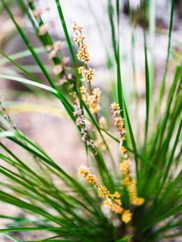 Lomandra 'Echidna Grass'
