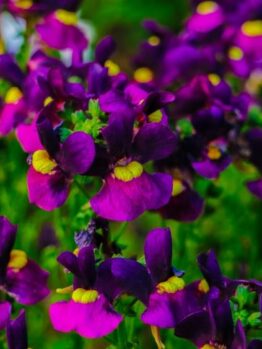 A cluster of vibrant purple and yellow flowers in bloom with green foliage in the background.