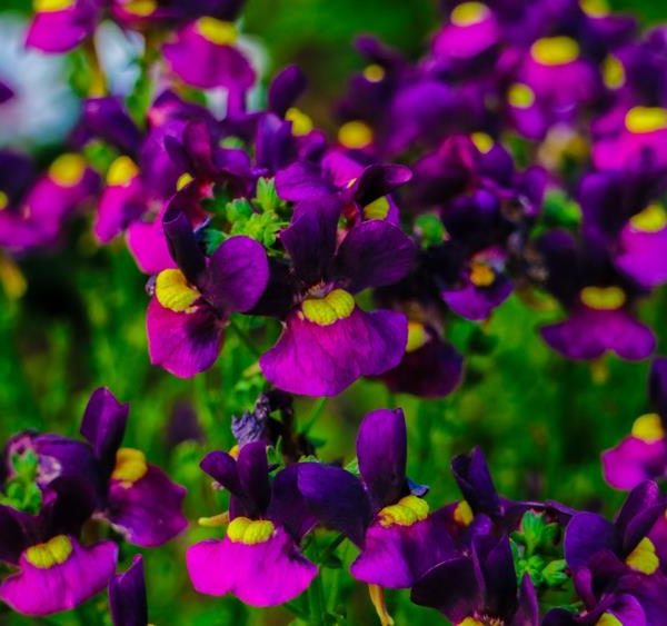 A cluster of vibrant purple and yellow flowers in bloom with green foliage in the background.