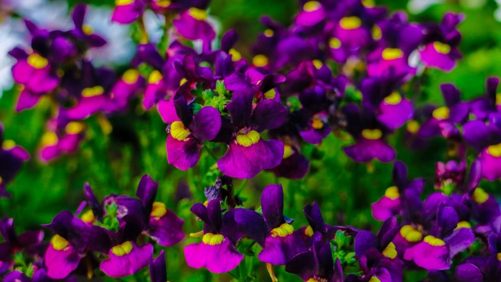 A cluster of vibrant purple and yellow flowers in bloom with green foliage in the background.