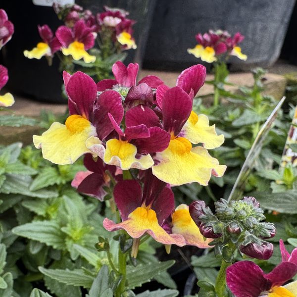 Close-up of Nemesia 'Bubblegum' 6" Pot showing vibrant deep red and yellow flowers, lush green leaves, and more blooms in the background.