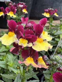 Close-up of Nemesia 'Bubblegum' 6" Pot showing vibrant deep red and yellow flowers, lush green leaves, and more blooms in the background.