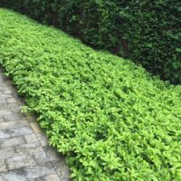 Pachysandra terminalis 'Japanese Spurge'