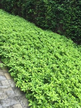 Pachysandra terminalis 'Japanese Spurge' 3" Pot