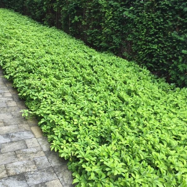 Pachysandra terminalis 'Japanese Spurge' 3" Pot