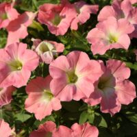 Petunia 'Coral Delight' 10" (Hanging Basket)