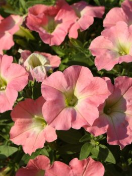 Petunia 'Coral Delight' 10" (Hanging Basket)