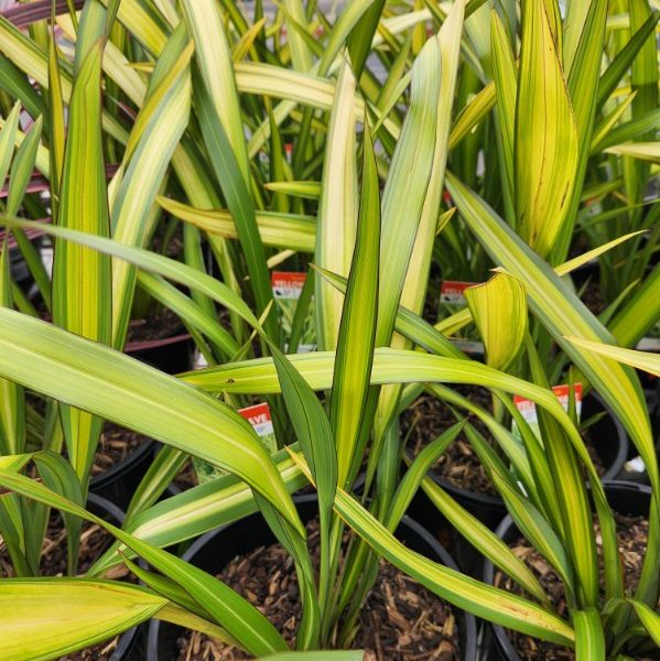 Phormium 'Yellow Wave' Flax