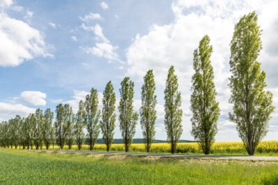 Populus 'Simon's Poplar' 8" Pot