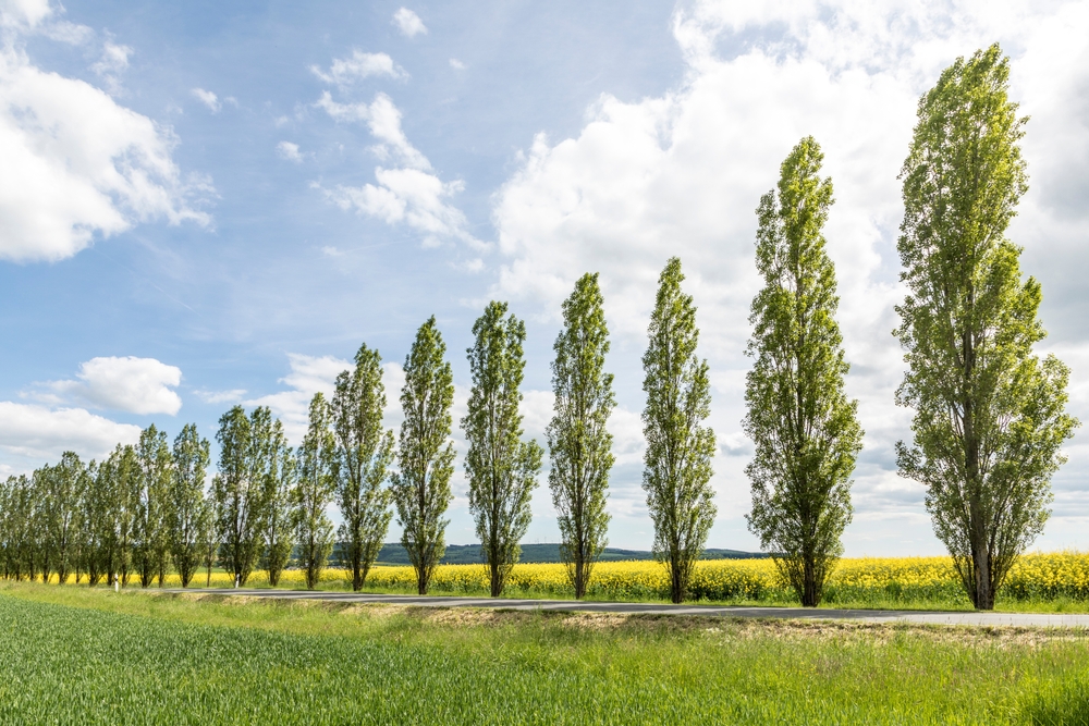 Populus 'Simon's Poplar'