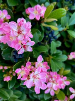 Rhaphiolepis 'Pink Punch' Indian Hawthorn 8" Pot