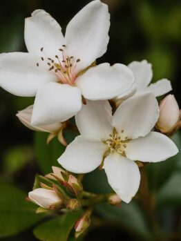 Close-up of white flowers with visible stamens and pink buds on Rhaphiolepis 'Dwarf Indian Hawthorn', 15cm Pot—now featured in our Growers Flash Sale! Blurred green background enhances the display.
