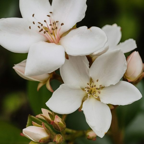 Close-up of white flowers with visible stamens and pink buds on Rhaphiolepis 'Dwarf Indian Hawthorn', 15cm Pot—now featured in our Growers Flash Sale! Blurred green background enhances the display.