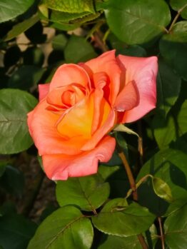 A single orange-pink rose in full bloom, surrounded by green leaves in bright sunlight.