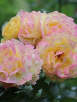 Rose 'Lampion®' Bush Form