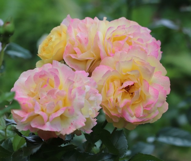Rose 'Lampion®' 2ft Standard