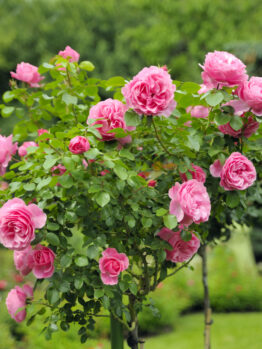 Rose 'Only You™' Bush Form