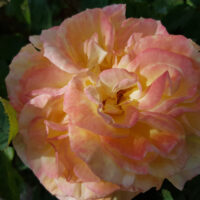 Rose 'Perfect Harmony™' Bush Form