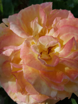 Rose 'Perfect Harmony™' Bush Form