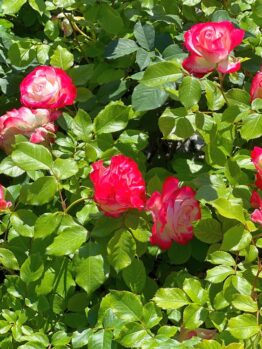 Rose 'Show Off™' Bush Form