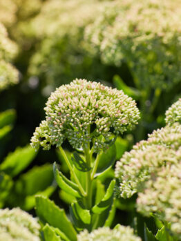 Sedum 'Iceberg' 8" Pot
