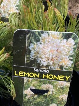 Serruria 'Lemon Honey'