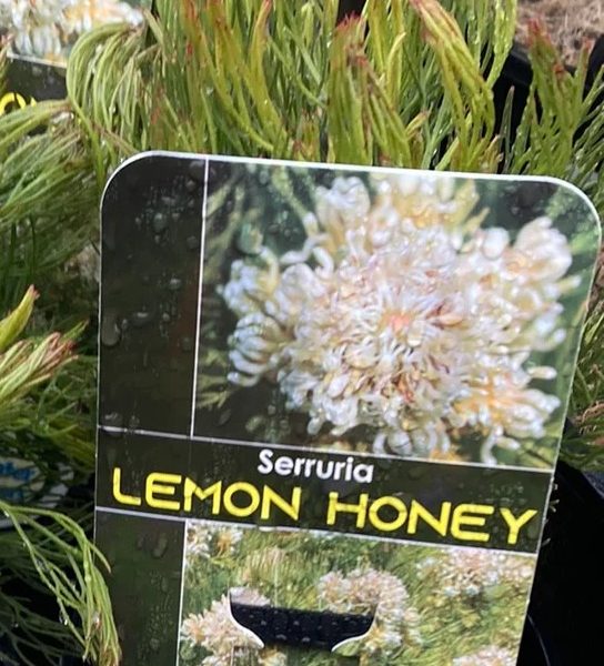 Serruria 'Lemon Honey'