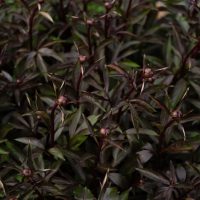 Strobilanthes 'Goldfussia' 3" Pot