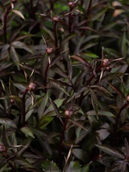 Strobilanthes 'Goldfussia' 3" Pot