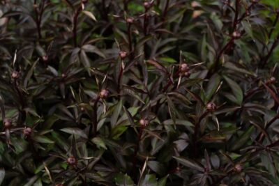 Strobilanthes 'Goldfussia' 6" Pot