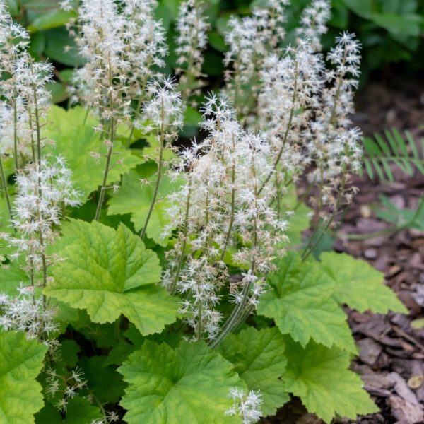 A cluster of white foamflower blooms with star-shaped petals and bright green leaves growing in a mulched garden bed.