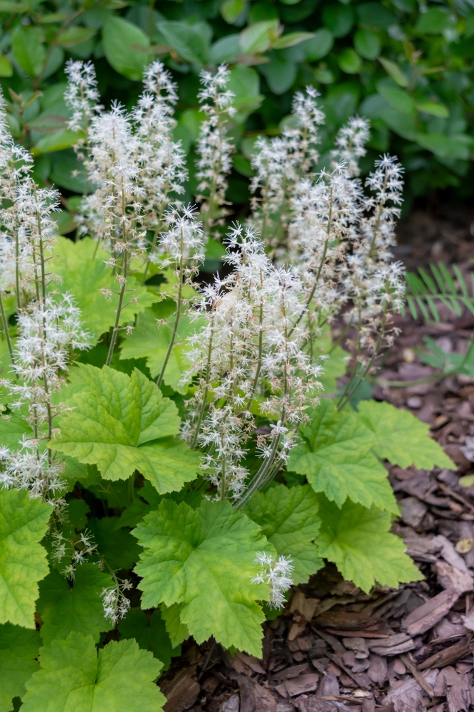 A cluster of white foamflower blooms with star-shaped petals and bright green leaves growing in a mulched garden bed.