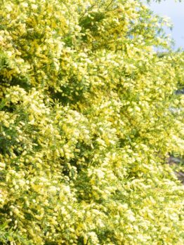 Acacia 'Prickly Moses'