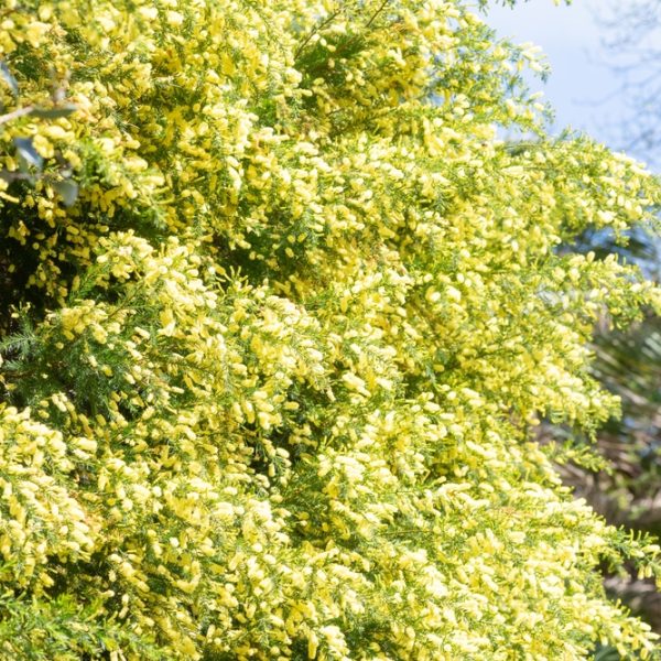 Acacia 'Prickly Moses' 8" Pot