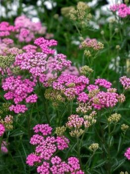 Achillea 'Cerice Queen' 4" Pot