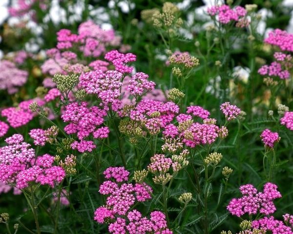 Achillea 'Cerice Queen' 4" Pot